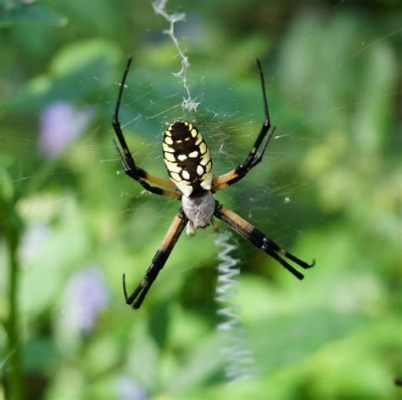  Yellow Garden Spider: Can You Imagine A Tiny Architect Building Its Own Elegant Castle?