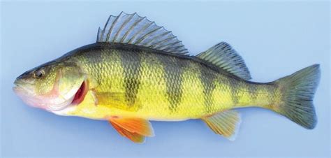  Yellow Perch: A Miniature Predator That's Surprisingly Adaptable To Its Environment!