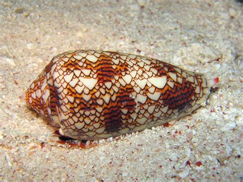  Cone Snail: A Deadly Beauty With Spiral Shell, Capable Of Immobilizing Prey With a Venomous Harpoon