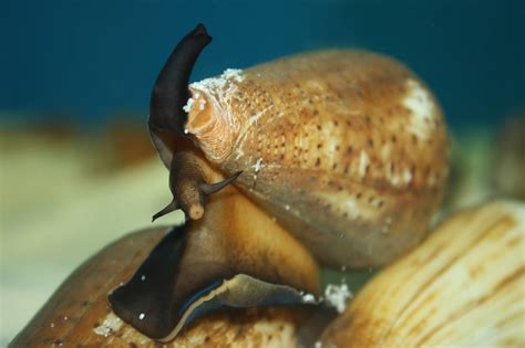 Conus!  The Snail That Packs a Punch: An Overview of its Deadly Hunting Strategies and Colorful Shell Designs