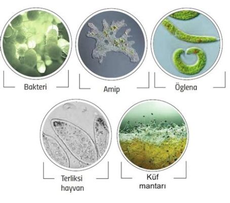  Giardia: Bu Mikroskobik Yaramazı Tanıyor musunuz? Tek Hücreli Bir Canlı Olarak Yaşamı ve İnsan Sağlığına Etkileri!