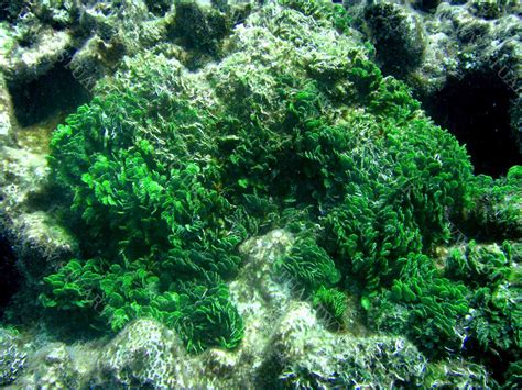  Halimeda! Can This Curious Algae Help Us Understand Ancient Reef Ecosystems?