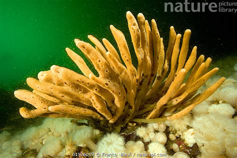  Isodictya!  A Sponge with a Unique Skeleton Structure That Makes it One of the Most Fascinating Creatures in the Deep Sea