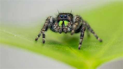  Jumping Spiders: A Marvel of Tiny Hunters With Extraordinary Vision!