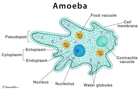  JUSSIA: Can You Believe This Amoeba Dances Around With Its Shell?