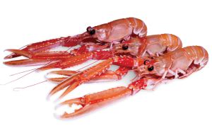 Langoustine:  Hayatın tadını çıkarırken aynı zamanda tehlikelerden de saklanan bir deniz canlısı mı arıyorsunuz?