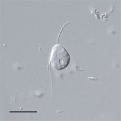  Monocercomonoides:  A Tiny Protist Living a Life Free of Mitochondria - Can Such a Thing Exist?