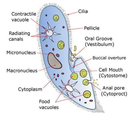  Paramecium!  A Microscopic Marvel That Moves With Graceful Ciliary Undulations