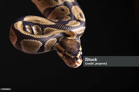  Python! Sürüngen Dünyasının Gizemli Yılanı ve Sessiz Avlanmacısı