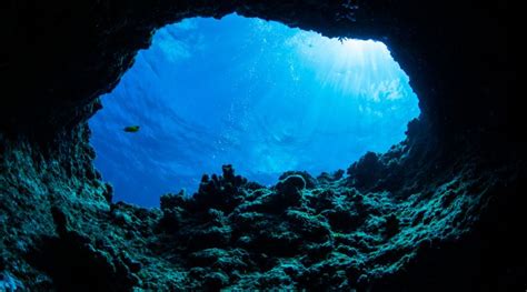  RhabdocalyptusDawsi: Bir Derin Deniz İncisi Yaratıcısı mıdır?!